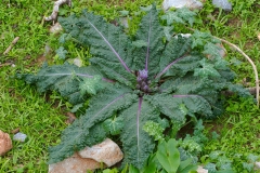 Mandrake-plant