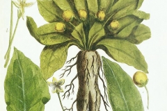 Plant-illustration-of-Mandrake
