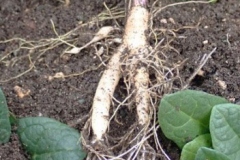 Roots-of-Mandrake