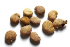 Seeds-of-Mandrake