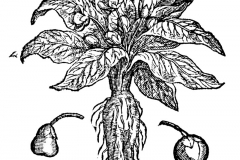 Sketch-of-Mandrake