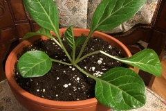 Small-Mandrake-plant-grown-on-pot