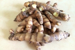 Mango-Ginger-roots