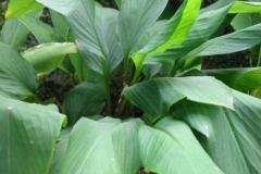 Mango-ginger-leaves