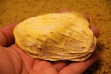 Mango-Seed-4