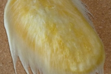 Mango-Seed-10