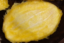 Mango-Seed-12