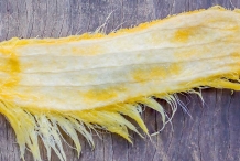 Mango-Seed-3