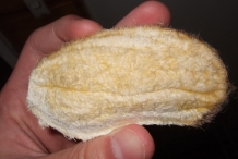 Mango-Seed-6