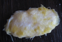 Mango-Seed-7