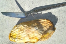 Mango-Seed-9