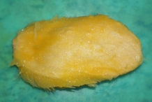 Mango-Seed-1