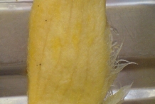 Mango-seed-5