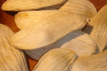 Mango-seed-8