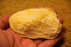 Mango-Seed-4