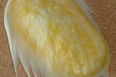 Mango-Seed-10
