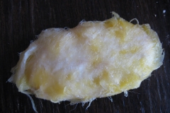 Mango-Seed-7