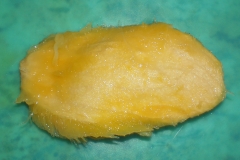 Mango-Seed-1