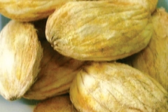 Mango-seed-11