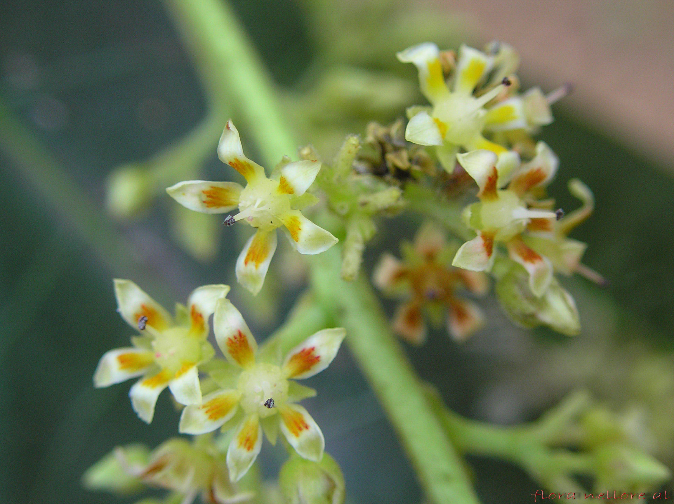 Close-up-flower-of-Mango