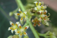 Close-up-flower-of-Mango