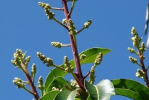 Flower-bud-of-Mango