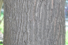 Mango-bark