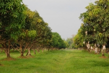 Mango-farm