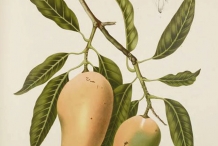 Mango-illustration