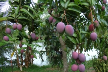 Mango-in-the-tree