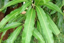 Mango-leaves