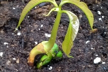 Mango-seedling