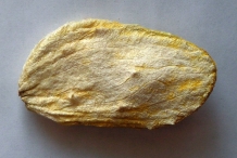 Mango-seeds
