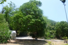 Mango-tree