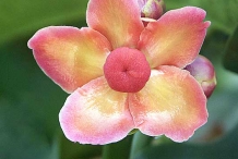 Close-up-flower-of-Mangosteen