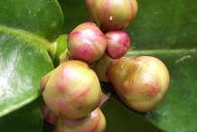 Flower-bud-of-Mangosteen