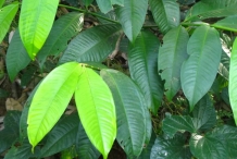 Leaves-of-mangosteen
