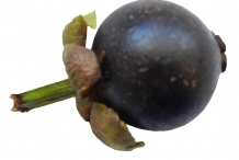 Mangosteen-fruit