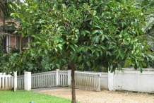 Mangosteen-tree