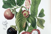 Plant-illustration-of-Mangosteen