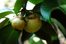 Unripe-fruit-of-Mangosteen