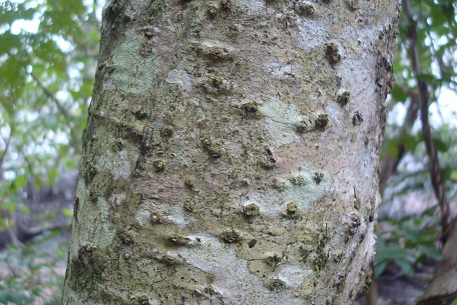 Bark-of-Mangrove-trumpet-tree