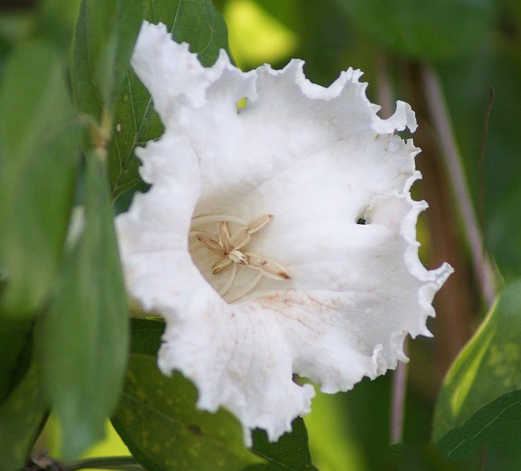 Closer-view-of-flower-of-Mangrove-trumpet-tree