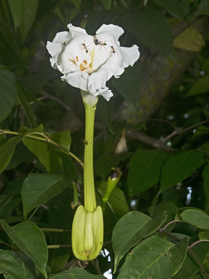 Flower-of-Mangrove-trumpet-tree