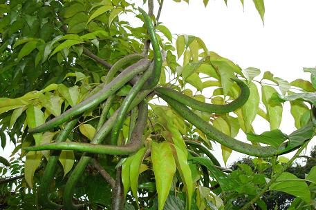 Immature-fruits-of-Mangrove-trumpet-tree