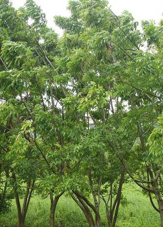 Mangrove-trumpet-tree-growing-wild