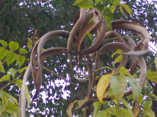 Matured-fruits-of-Mangrove-trumpet-tree