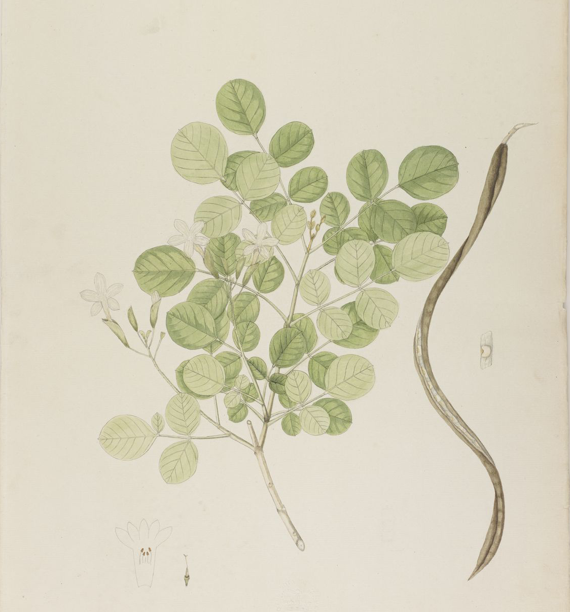 Plant-illustration-of-Mangrove-trumpet-tree