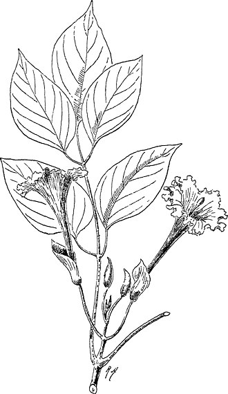 Sketch-of-Mangrove-trumpet-tree