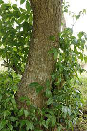 Trunk-of-Mangrove-trumpet-tree